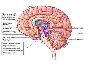 Horizontal Prints: Cholinergic Pathway, illustration