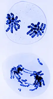 Mutation Prints: Chromosomes, Radiation Damage, TEM
