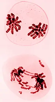 Mutation Prints: Chromosomes, Radiation Damage, TEM