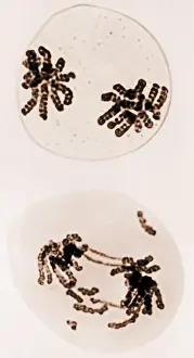 Mutation Prints: Chromosomes, Radiation Damage, TEM