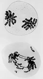 Genetics Prints: Chromosomes, Radiation Damage, TEM