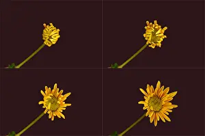 Opening Prints: Chrysanthemum blooming sequence