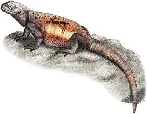 Iguanid Prints: Chuckwalla