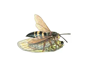 Hawk Prints: Cicada Killer Wasp (Sphecius speciosus)