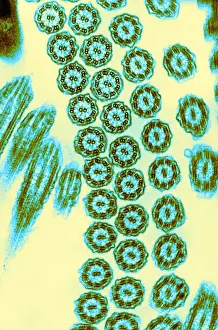 Cilia Prints: Cilia from Ciliates (TEM)