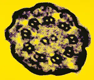 Protist Prints: Cilium