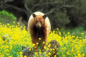 Form Prints: Cinnamon black bear