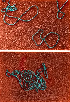 Gram Prints: Circular DNA and Polymerase Reaction, TEM