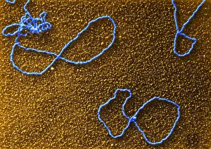 More Science & Medical Prints: Circular DNA, TEM