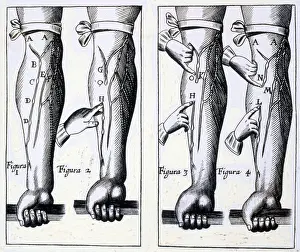 Medical Prints: Circulatory system