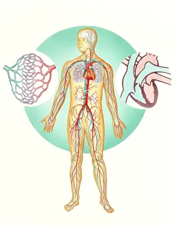 Figure Prints: Circulatory system