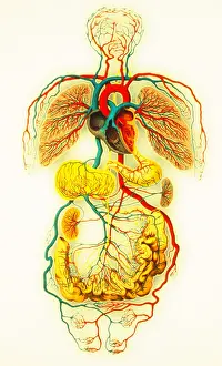 Small Prints: Circulatory system