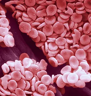 Corpuscles Prints: Circulatory System, Red Blood Cells, under a microscope (SEM)
