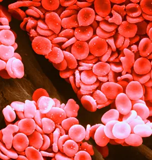 Corpuscles Prints: Circulatory System, Red Blood Cells, under a microscope (SEM)