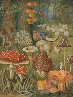 Mushroom Prints: Citizens of the Land of Mushrooms