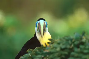 Tropical Prints: Citron-Throated Toucan