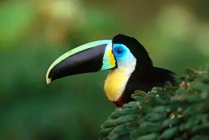 Closeup Prints: Citron-throated Toucan
