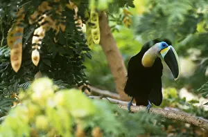 Fauna Prints: Citron-throated Toucan