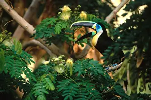 Fauna Prints: Citron-Throated Toucan