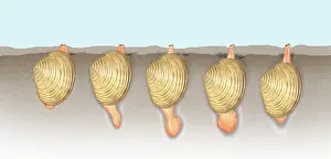 Diagram Prints: Clam Locomotion