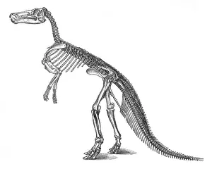 Natural History Misc Prints: Claosaurus, Cretaceous Dinosaur