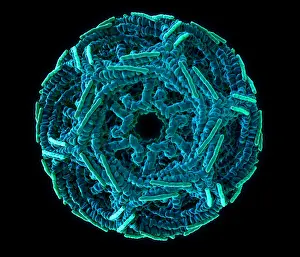 Transport Prints: Clathrin Cage, Molecular Model