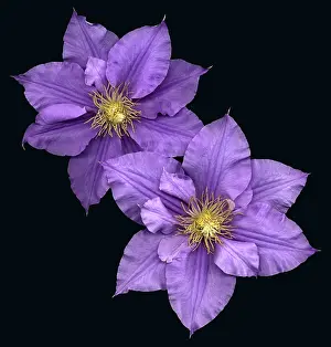 Family Prints: Clematis