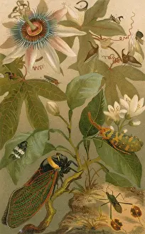 Beetle Prints: Clematis, Cicada and Beetles, 1894