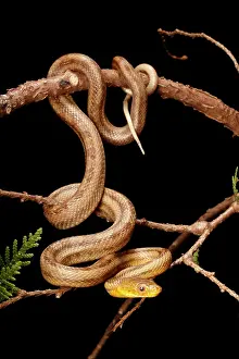 Rats Prints: Climbing Yellow Rat Snake. Vertical