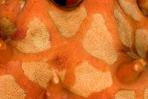 Pattern Prints: Close-up of skin of a Starfish
