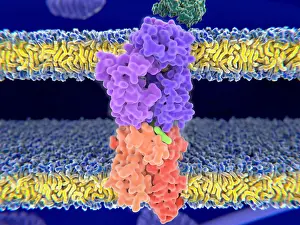 Pathological Prints: Close up view of a T-cell receptor in complex with the MHC class II-peptid