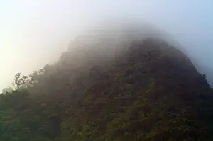 Cloud Prints: Cloud Forest