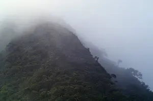 Cloud Prints: Cloud Forest
