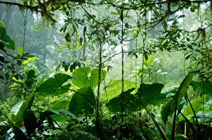 Misc 2 Prints: Cloud forest, Costa Rica