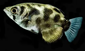 Cloud Prints: Clouded Archerfish (Toxotes blythii)
