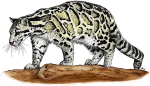 Animals Prints: Clouded Leopard