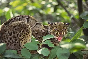 Animals Prints: Clouded Leopard