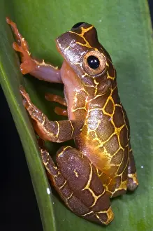 Clown Prints: Clown Tree Frog