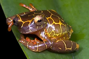 Clown Prints: Clown Tree Frog