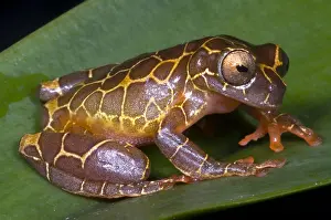 Clown Prints: Clown Tree Frog