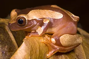 Clown Prints: Clown Tree Frog