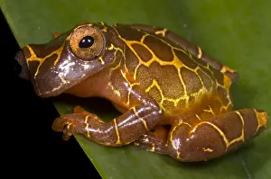 Clown Prints: Clown Tree Frog