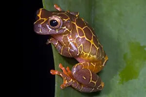 Clown Prints: Clown Tree Frog