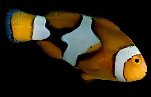Clown Prints: Clownfish
