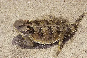 Horned Prints: Coast Horned Lizard or Horny Toad