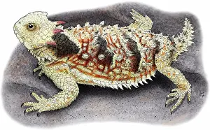 Lizards Prints: Coastal Horned Lizard
