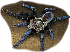 Thailand Prints: Cobalt Blue Tarantula