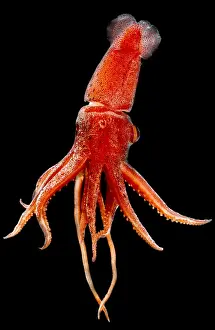 Cephalopod Prints: Cock-eyed Squid, Histoteuthis