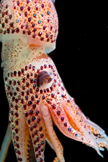 Cephalopod Prints: Cock-eyed Squid (Histoteuthis corona)