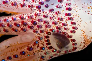 Cephalopod Prints: Cock-eyed Squid (Histoteuthis corona)